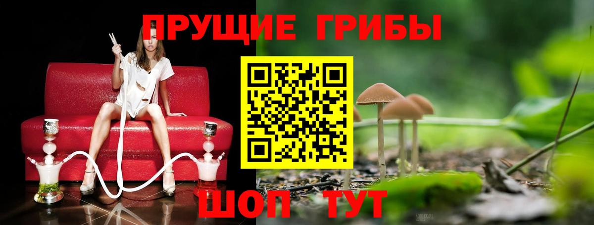Обь  Псилоцибиновые грибы Cubensis  Вход с VPN 
